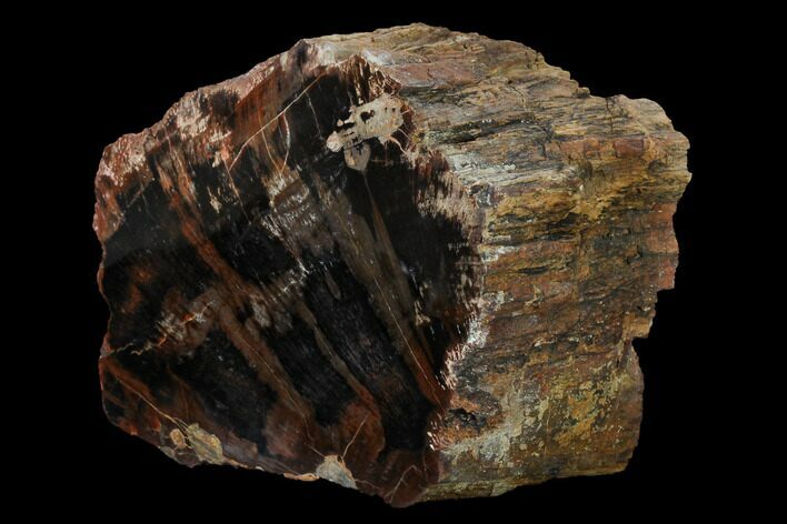 Red/Black, Polished Petrified Wood (Araucarioxylon) - Arizona #165982